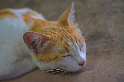 Close-up of cat sleeping