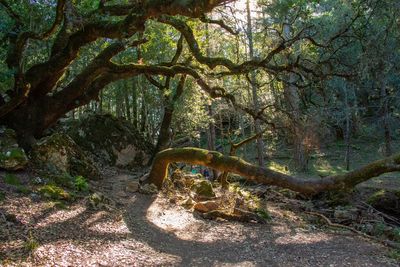 View of a tree trunk in forest