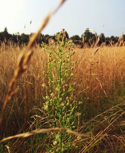 Plants growing on field