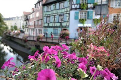 Close-up of pink flowering plants by canal