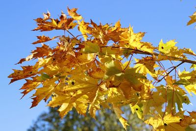 Low angle view of yellow flower tree against clear sky