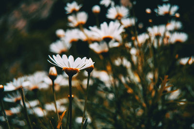 Close-up of white flowering plant on field