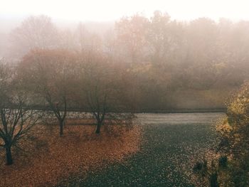 Bare trees in foggy weather