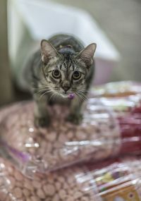 Close-up portrait of cat