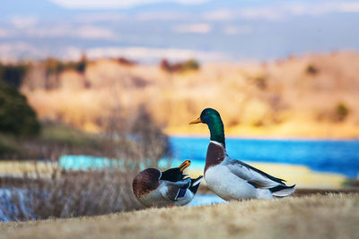 Couple duck at tanuki lake, fujinomiya, shizuoka, japan.