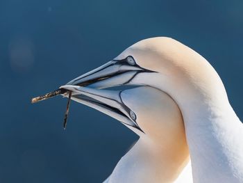 Close-up of gannets