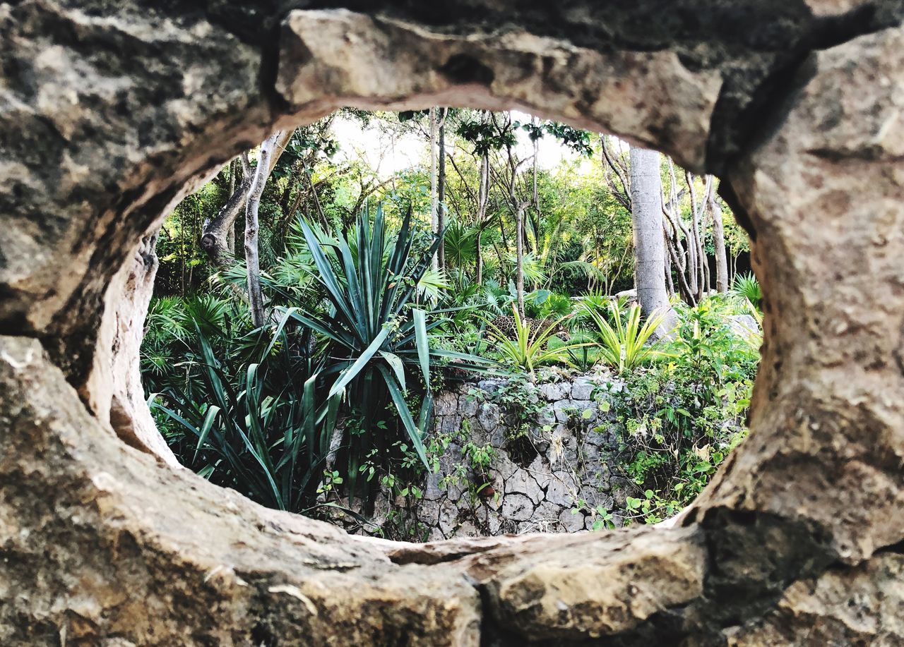 CLOSE-UP OF TREE TRUNK SEEN THROUGH HOLE IN ROCK