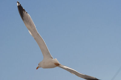 Low angle view of bird flying against clear sky