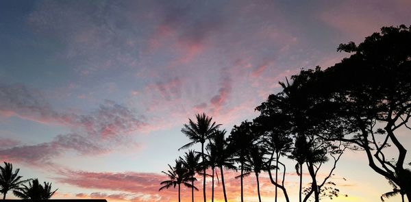 Low angle view of palm trees against cloudy sky