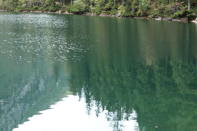 Scenic view of lake in forest