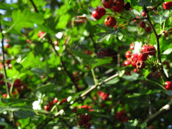 Close-up of red berries growing on tree