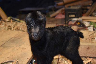 A sweet baby lamancha milk goat.