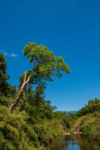 Low angle view of plants against blue sky