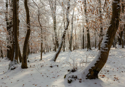 Snow covered trees in forest