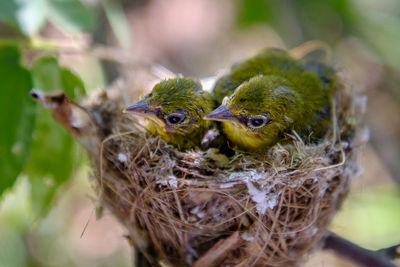 Close-up of birds in nest