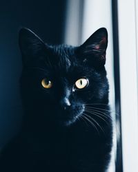 Portrait of black cat