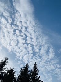 Low angle view of silhouette trees against sky