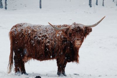 View of a highland calf on snow