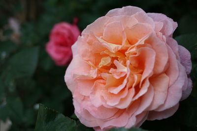 Close-up of pink rose flower