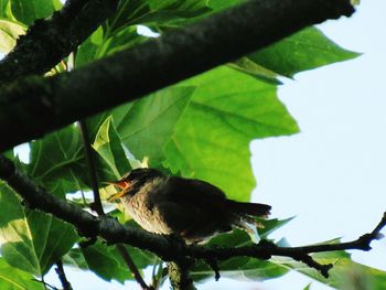 Bird perching on a tree