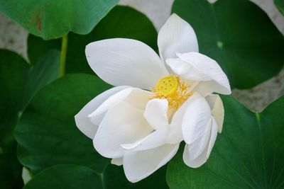 Close-up of white flowering plant