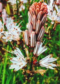 Close-up of white flowering plant