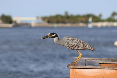 Close-up of grey herron perching on a sea