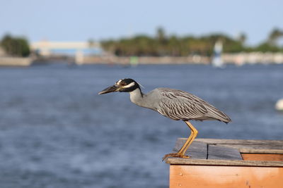 Close-up of seagull perching on a sea