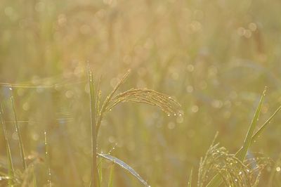Close-up of fresh plants in field
