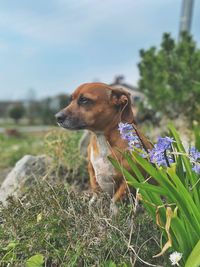 Close-up of a dog looking away on field