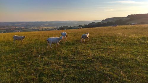 View of sheep on field