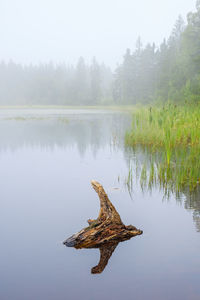 Driftwood by lake against sky