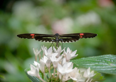 Close-up of butterfly pollinating on flower