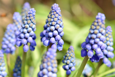 Close-up of purple flowering plants