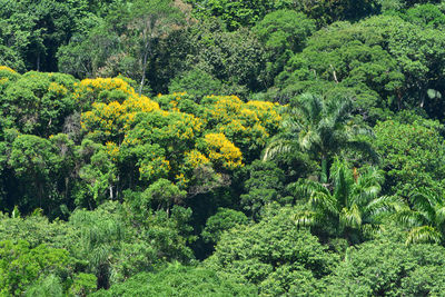 High angle view of yellow flowering plants in forest