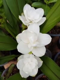 Close-up of white flowers