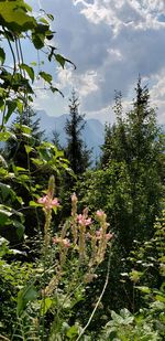 Flowering plants against trees and sky