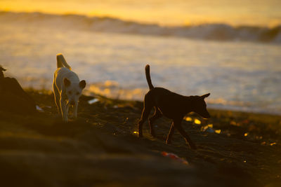 Dog standing on beach during sunset