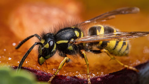 Macro shot of bee pollinating
