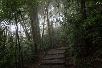 Trees in forest