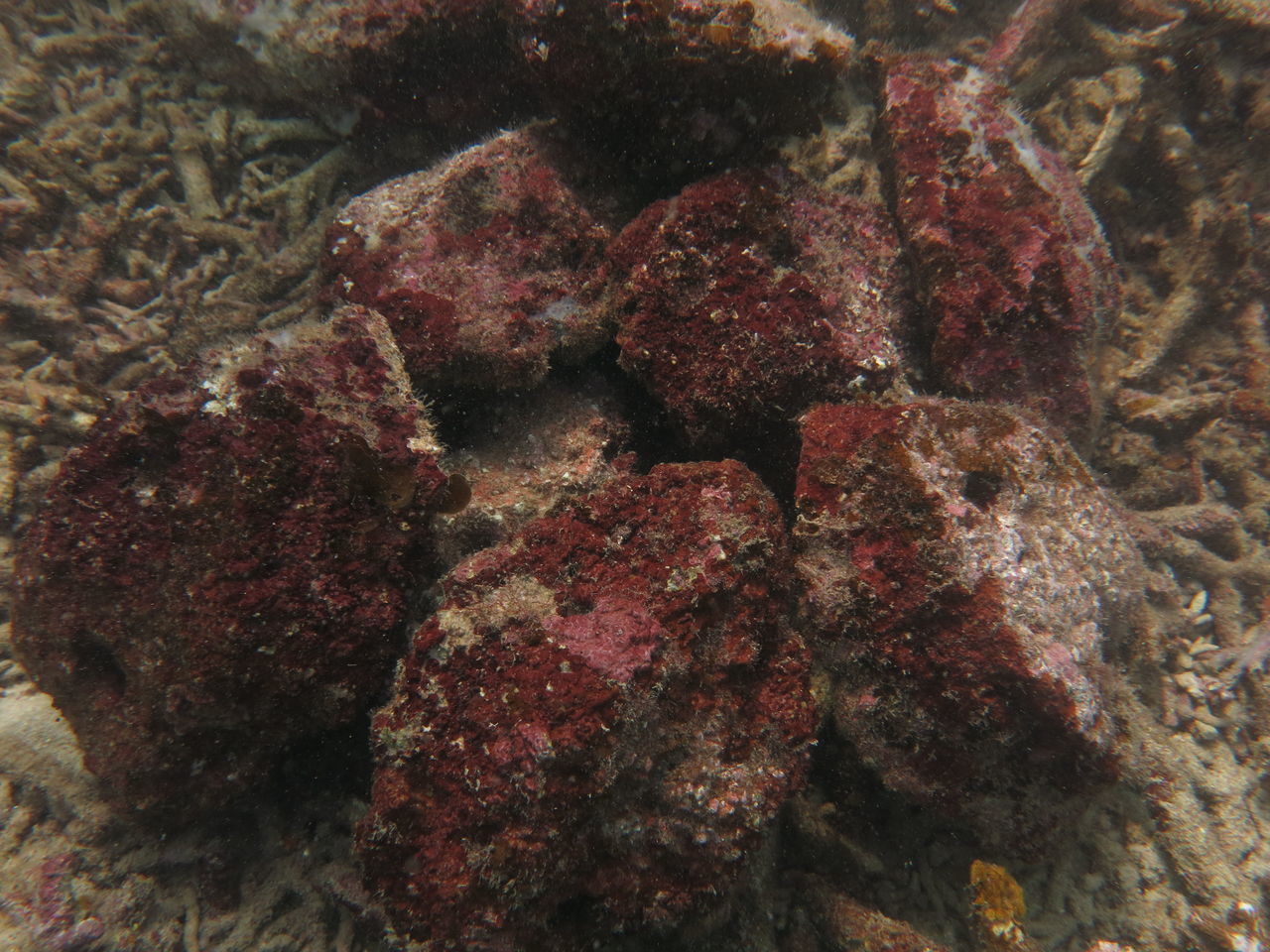 FULL FRAME SHOT OF FISH IN SEA