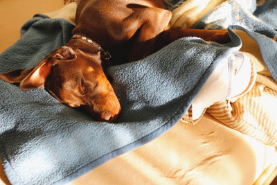 High angle view of dog relaxing on bed