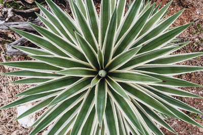 Full frame shot of succulent plant on field