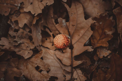 Close-up of dried mushroom growing on field