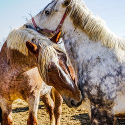 Horse standing on field