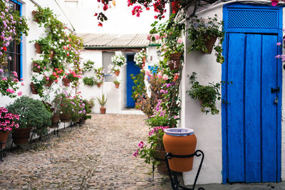 Potted plants by building