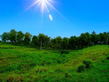 Trees on field against sky