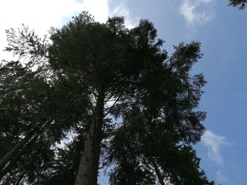 Low angle view of tree against sky