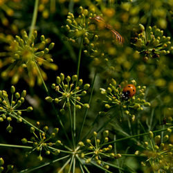 Close-up of ladybug on plant