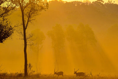 Scenic view of trees on field against sky during sunset